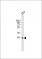 (DANRE) msxc Antibody (Center)